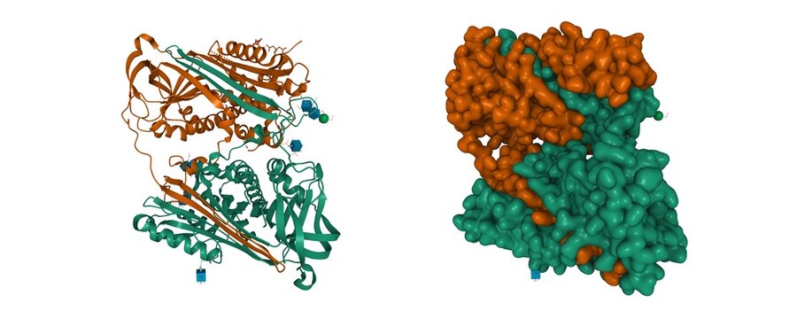 Structure Of A Domain-swapped Serpin Dimer. 3D Cartoon And Gaussian Surface Models, Chain Id Color Scheme, PDB 2znh, White Background