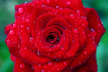 Róża Rosa Rose