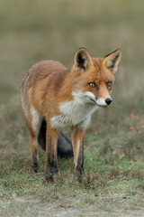 Red fox (Vulpes vulpes) in natural autumn environment. Amsterdamse waterleiding duinen in the Netherlands.                                