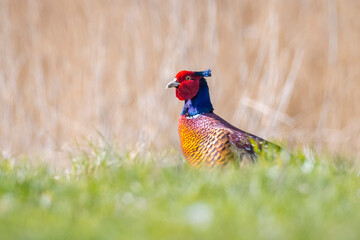 Male Pheasant Phasianus colchicus stepping