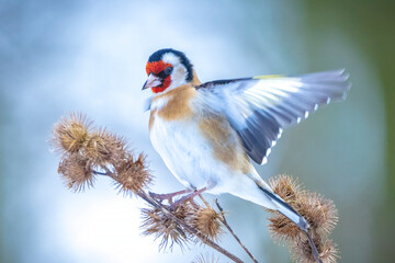 European goldfinch bird, Carduelis carduelis, perched eating seeds in snow during Winter season - obrazy, fototapety, plakaty