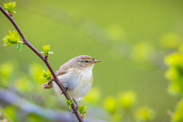 Common chiffchaff bird Phylloscopus collybita