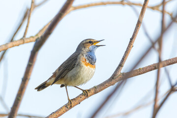 Closeup of a blue-throat bird Luscinia svecica cyanecula singing