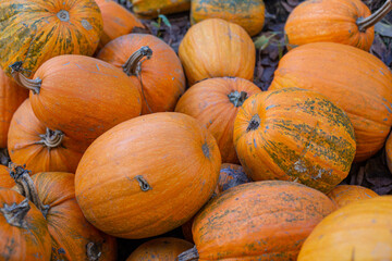 Organic orange pumpkins on a pile. Autumn harvest of pumpkins. Thanksgiving, harvest, halloween concept.