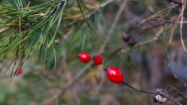 Pine Forest berry red. Red berry on a branch of a coniferous tree.
