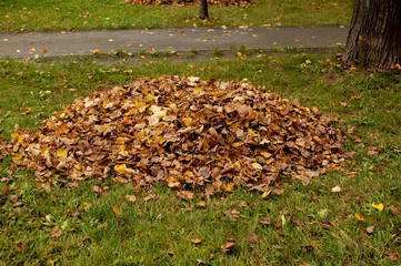 a pile of dry fallen yellow leaves on a green lawn in the park