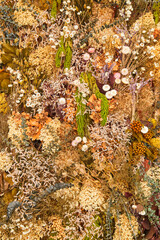 Texture wall of fall plants and flowers