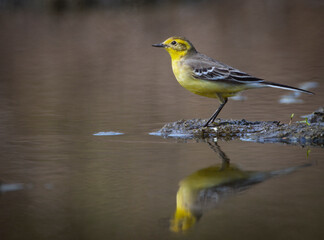 The citrine wagtail (Motacilla citreola) is a small songbird in the family Motacillidae.