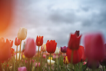 beautiful multicolored vivid blossoms of flowers on Netherlands tulip fest