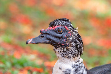 Portrait domestic duck with fine details and selective focus