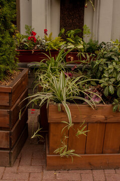 outdoor flowerbed with live plants in a wooden planter