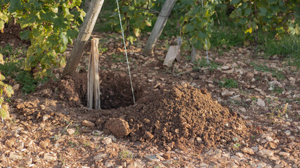 Hole dug in Cote de beaune vineyard to replace missing vine