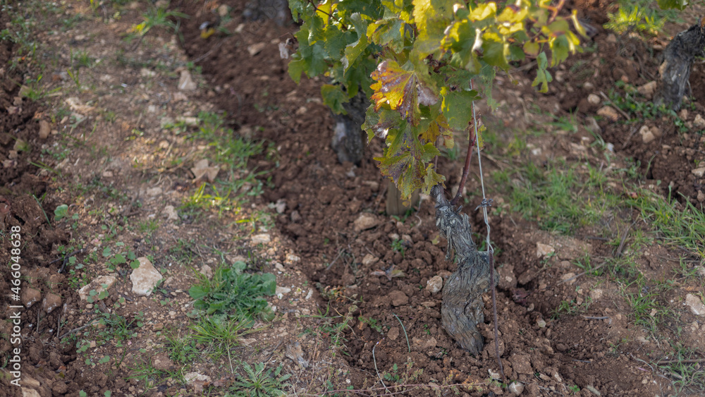 Sticker Soil ploughed between the vines in a vineyard