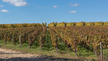 Fototapeta na wymiar Vines in burgundy using 2 different training methods