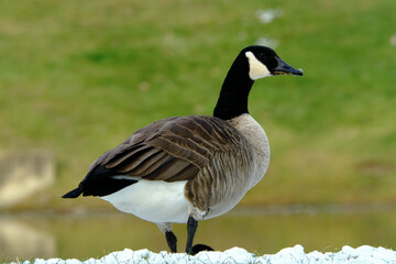 Obraz premium Canada Goose feeding in the snow next to a pond in winter