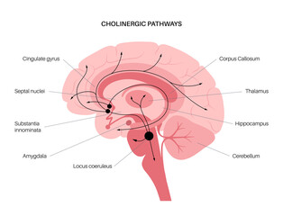 Acetylcholine cholinergic pathway