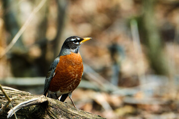 American robin perched on tree branch