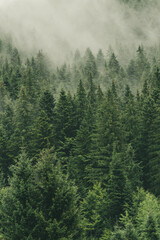 Fototapeta premium Forest Background