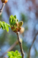 Red horse-chestnut tree bud popping open at first sign of spring