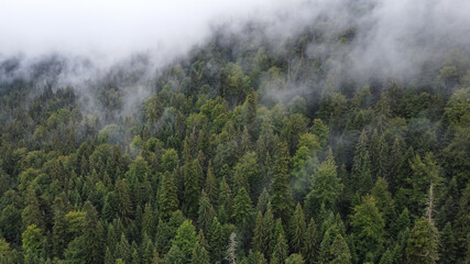 Forest and Fog Above
