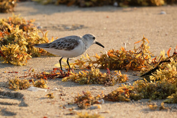 Sanderling looking for food amongst the seaweed on the beach in early morning Florida sunlight