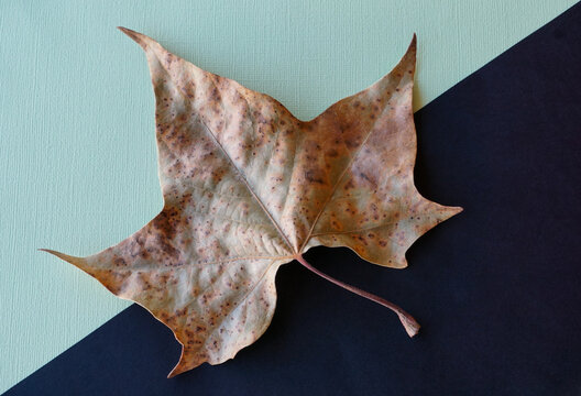 Brown maple leaf with variegated colors, texture, an elegant autumn icon, isolated on green and black background.
