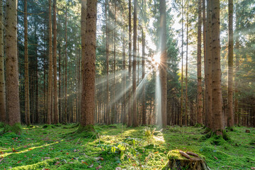 Awesome autumn light shining through the forest.