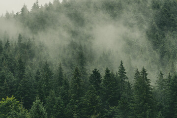 Mystically Fog on Forest