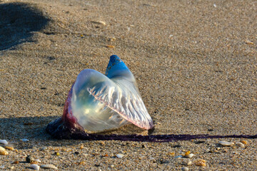 Isolated Portuguese Man o' War at sunrise on Pompano Beach