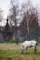 Obraz na płótnie Canvas Travel by Russia. A white horse stands near ancient wooden church in the park.