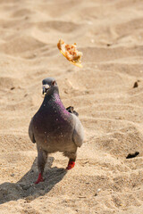 Rock pigeon flips food in the air on Pompano Beach
