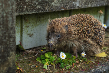 Close Up of Hedgehog Sitting by Garden Fence with Daisies