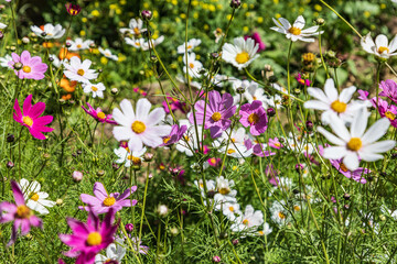 Wildflowers in the mountains of Tajikistan.