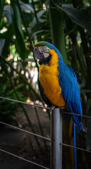 Guacamayo 