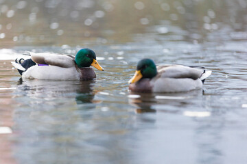 29.10.2021, GER, Bayern, Passau: Stockenten auf dem Fluss Ilz