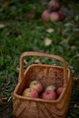 спелые красные яблоки в плетеной корзине
ripe red apples in a wicker basket