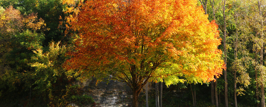 beauty fall changing colors autumn trees seasons park backyard forest seasonal nature background