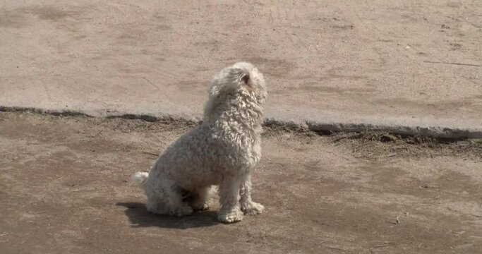 Poodle dog sitting on the deserted street on a windy day. Mascot. Pet. Domestic animal.
