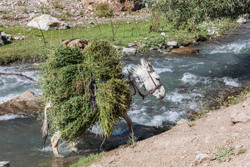 Donkey carrying large load of harvested crops across the Urech River.