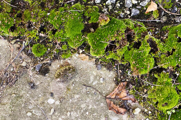 bright green moss growth rock stone formation nature garden design background