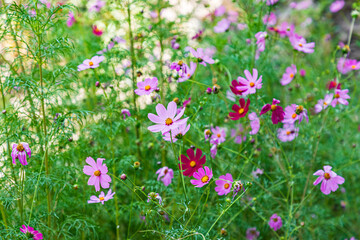 Purple daisies in the mountains of Tajikistan.