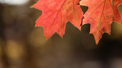 Widok na jesień z różno kolorowymi liśćmi drzew. - obrazy, fototapety, plakaty