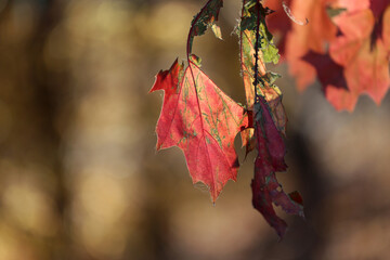 Widok na jesień z różno kolorowymi liśćmi drzew.