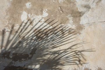 palm leaf shadow