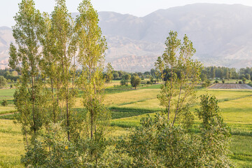 Green fields and trees in Panjakent.