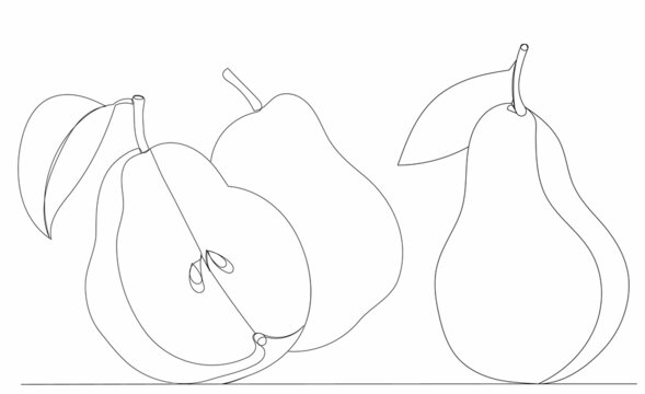 pears drawing one continuous line vector