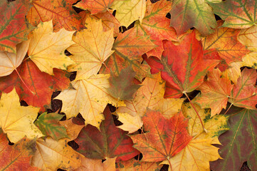 autumn maple leaves in red, yellow, orange, green and brown colors with a solid background