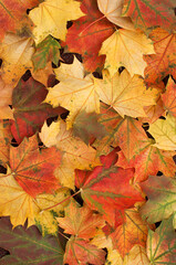 autumn maple leaves in red, yellow, orange, green and brown colors as a solid background in a vertical format