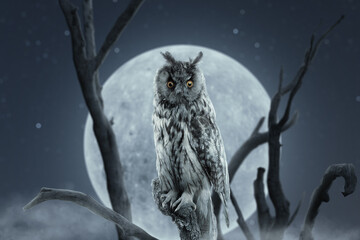 staring long eared owl sitting on branch in front of full moon