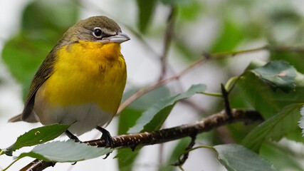 Yellow-breasted Chat